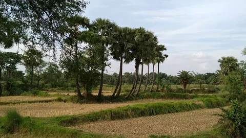 Palm Trees &amp; Corn field 動画素材 127081797