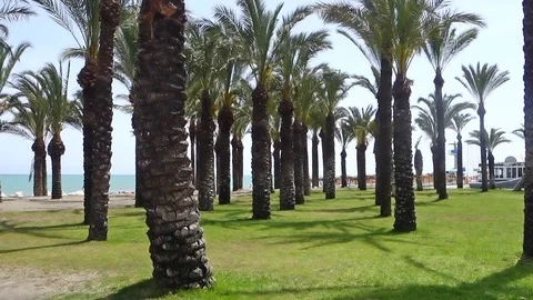 Palm Trees on Costa Del Sol Beach Spain Stock Footage 118668762