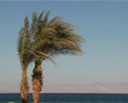 Palm trees couple Stock Footage 312721