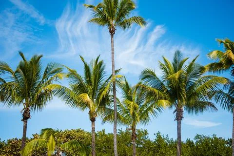 Palm trees with crazy clouds and blue sky in the background Stock Photos