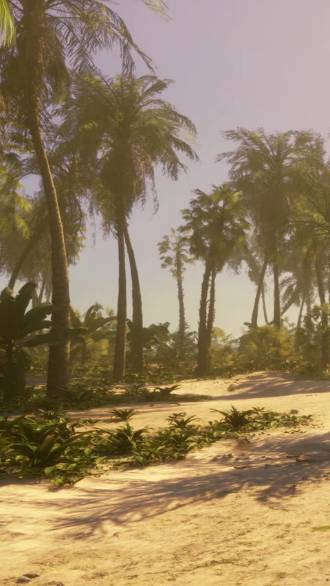 Palm trees crowd a sandy path near the beach in warm sunlight at midday Stock Footage 340270398
