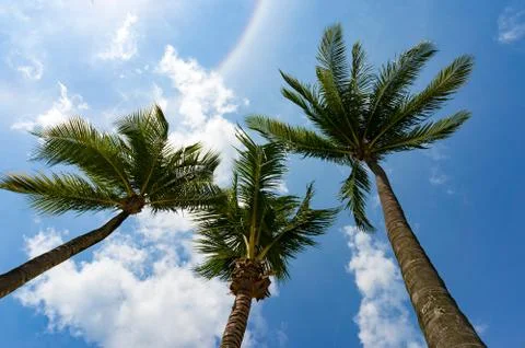 Palm trees crowns as viewed from below Foto stock
