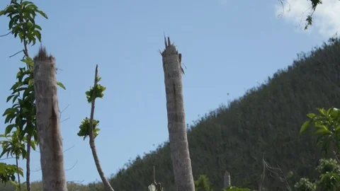 Palm trees cut in half by hurricane Irma, Maho Bay, St John 動画素材 82950135