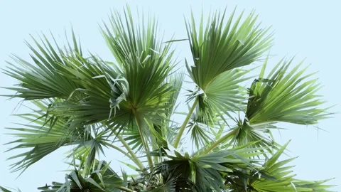 Palm trees dancing in breeze tropical paradise nature bright sky close-up view Vídeo Stock 333822299