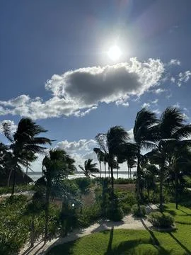 Palm trees dancing in front of the ocean Foto stock