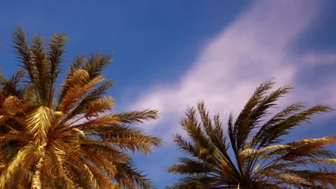Palm Trees Dancing Under a Vivid Blue Sky at Sunset Stock Footage 347115029