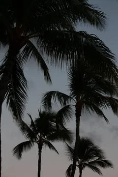 Palm trees in the dark Stock Photos