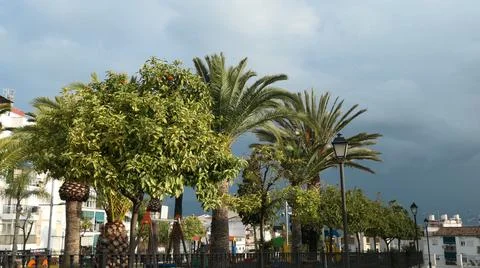 Palm trees on dark storm cloudy morning Stock Photos