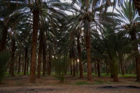 Palm trees at a date plantation in Al Ula, western Saudi Arabia Fotos Stock