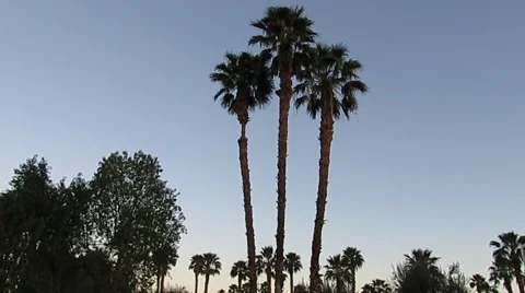Palm trees at dawn 1266 Stock Footage 49832944