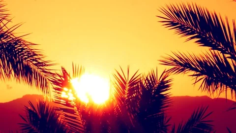 Palm trees at dawn Stock Footage 128387595