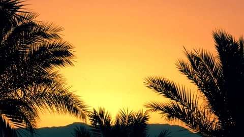 Palm trees at dawn Stock Footage 128387673