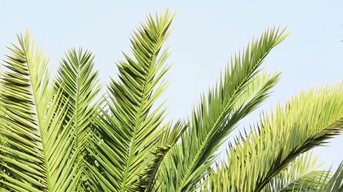 Palm trees defocusing Stock Footage 91718500