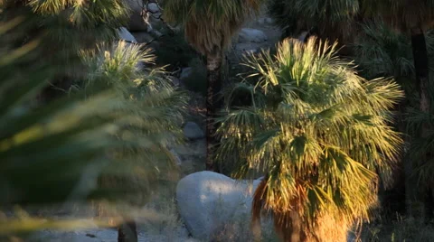 Palm Trees in Desert Stock Footage 47395080