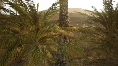 Palm trees in the desert Stock Footage 234131519