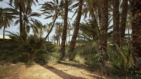 Palm trees in the desert Stock Footage 235630289