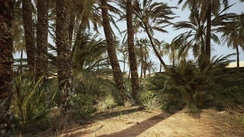 Palm trees in the desert Video stock 237604829