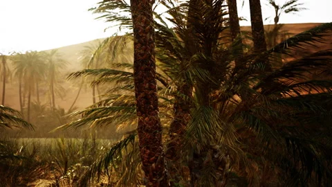 Palm trees in the desert Video stock 238757559