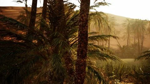 Palm trees in the desert Stock Illustration
