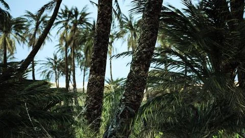 Palm trees in the desert Stock Illustration