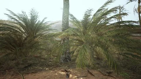 Palm trees in the desert Stock Illustration