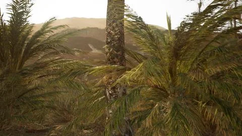 Palm trees in the desert Stock Illustration