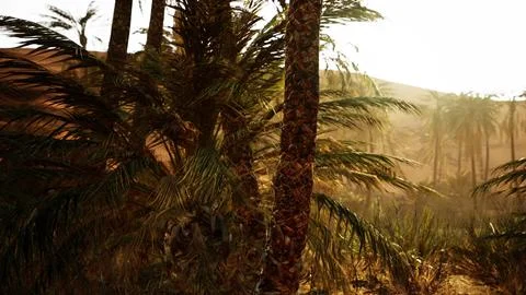 Palm trees in the desert Stock Illustration