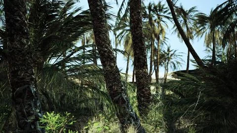 Palm trees in the desert Stock Illustration