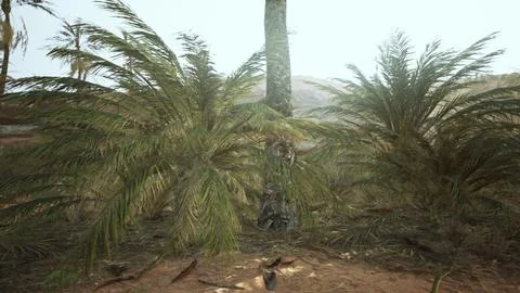 Palm trees in the desert Stock Illustration