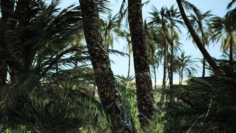 Palm trees in the desert Stock Illustration