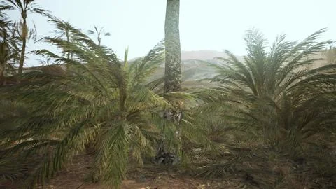 Palm trees in the desert Stock Illustration