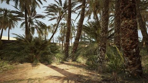 Palm trees in the desert Stock Illustration