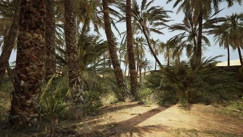 Palm trees in the desert Stock Illustration