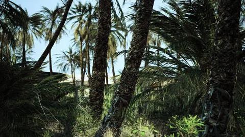 Palm trees in the desert Stock Illustration