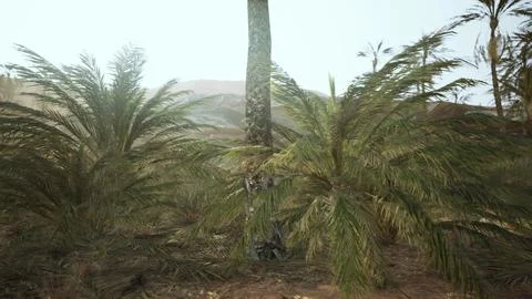 Palm trees in the desert Stock Illustration