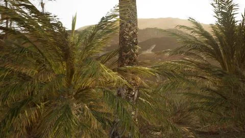Palm trees in the desert Stock Illustration