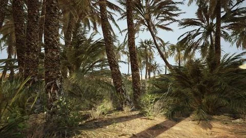 Palm trees in the desert Stock Illustration
