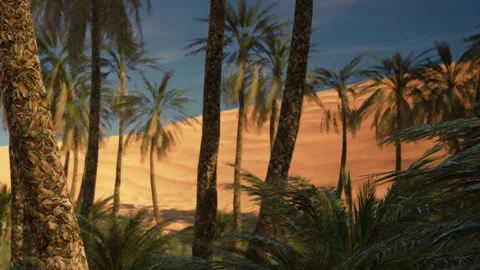 Palm trees in a desert landscape during sunset Stock Footage 342044032