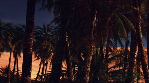 Palm trees in a desert landscape during sunset Stock Footage 345053771
