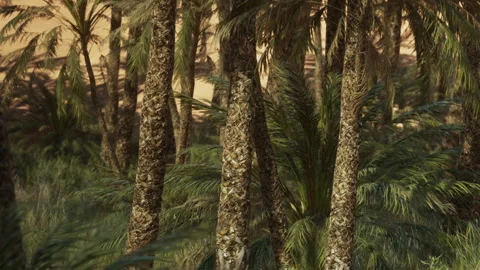 Palm trees in a desert oasis under bright sunlight 스톡 동영상 345054235