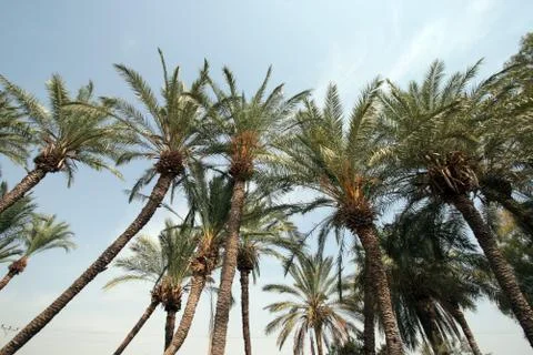 Palm trees in desert Stock Photos