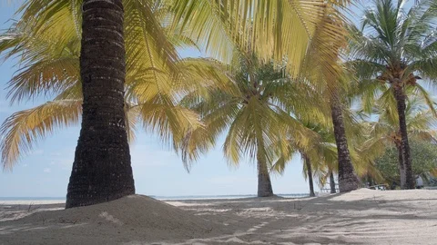 Palm Trees on a Deserted Beach in Belize 4K Stock Footage 105821042