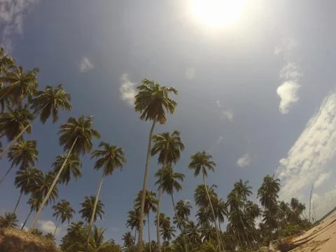 Palm trees with a different angle Stock Photos