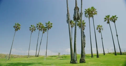 Palm trees in Dockweiler Beach in Los Angeles, California Stock Footage 115087180