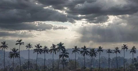 Palm trees with dramatic sky. Tropical landscape. Nature photography. Stock Photos