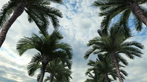 Palm Trees Drive Stock Footage 36054177