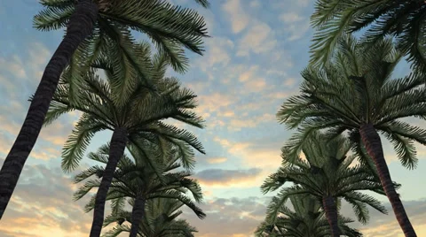 Palm Trees Drive Stockbeeldmateriaal 36082912