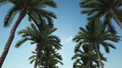 Palm Trees Drive Stockbeeldmateriaal 36083627