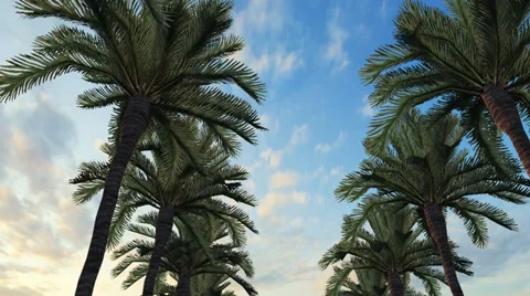 Palm Trees Drive 動画素材 36083815