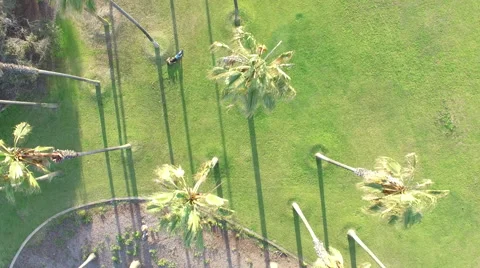 Palm Trees Drone Flyover Stock Footage 62380180